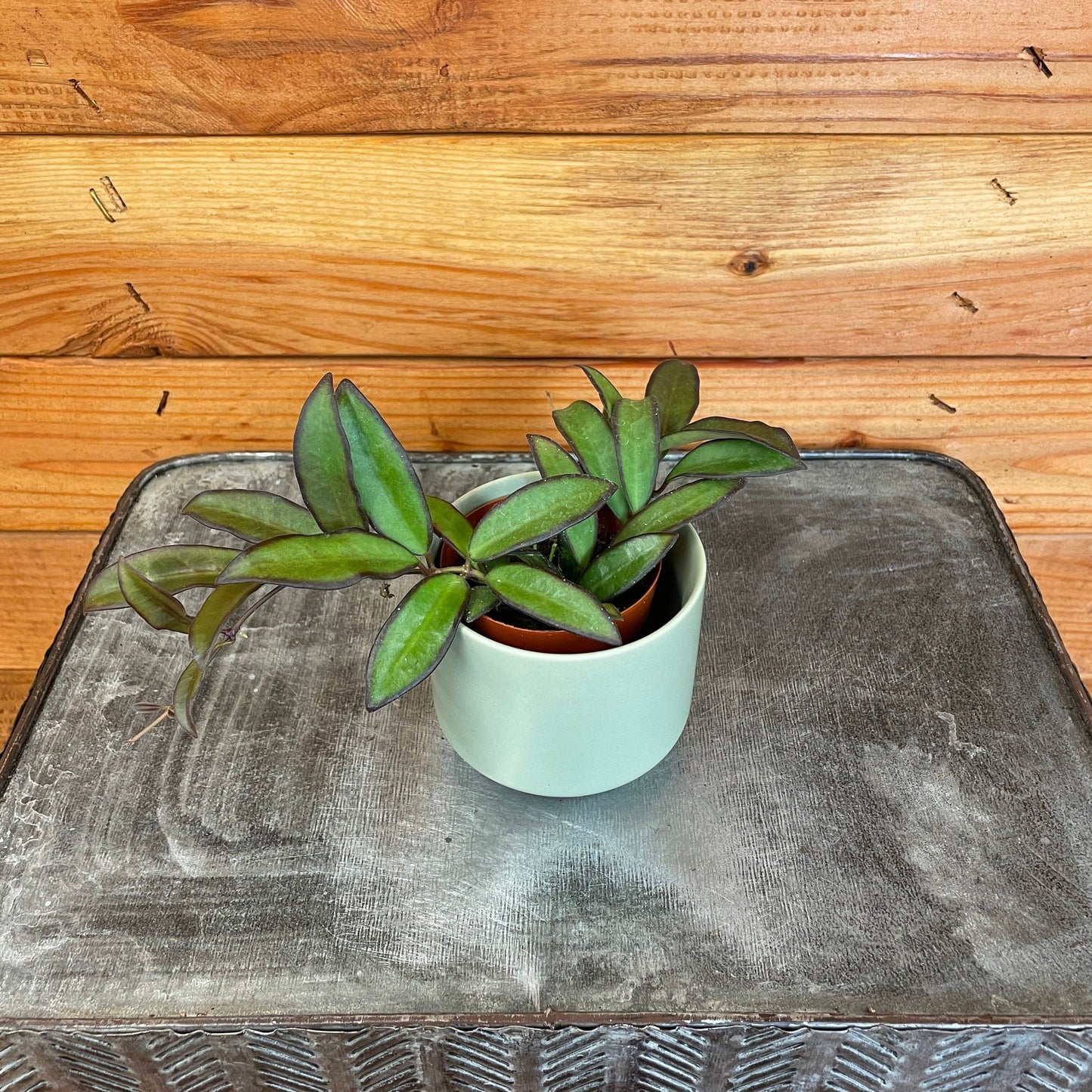 Hoya Rosita, 2" Plant