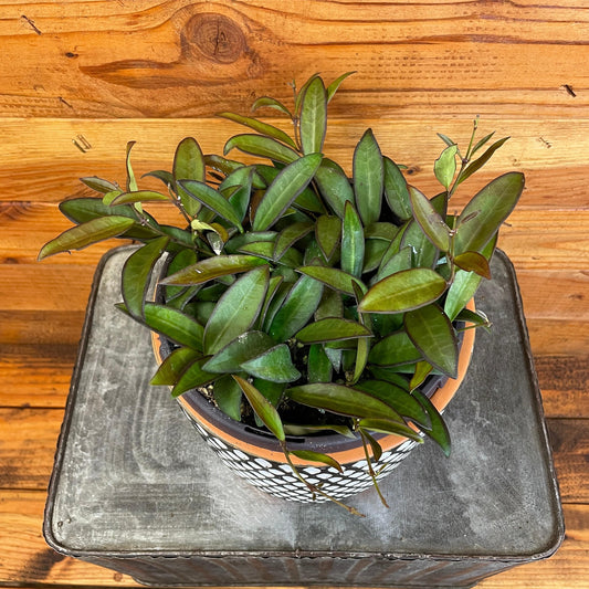 Hoya Rosita, 6" Plant