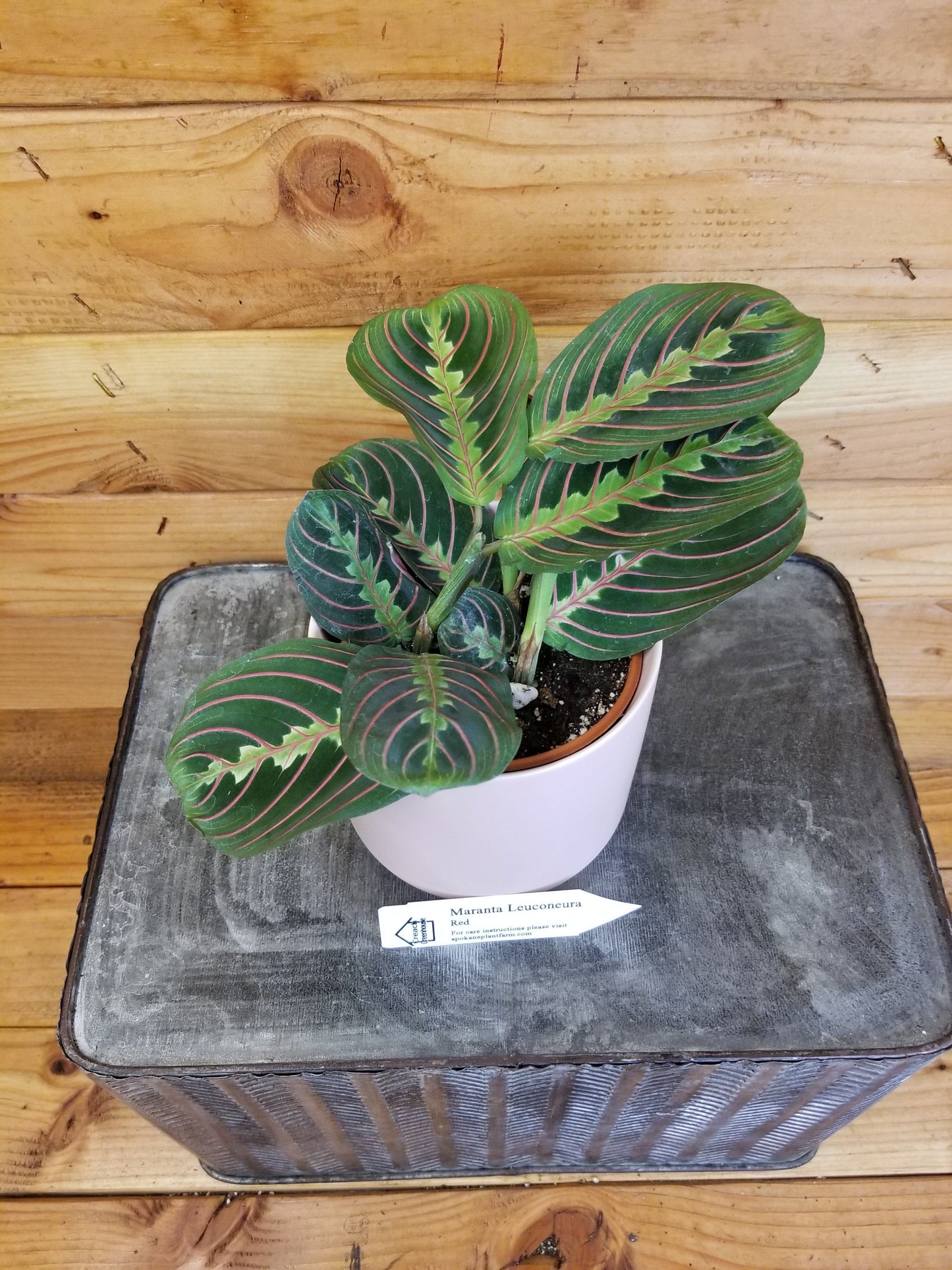 Maranta Leuconeura Red, 4" Plant