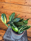 Monstera Standleyana Variegata, 6" Plant