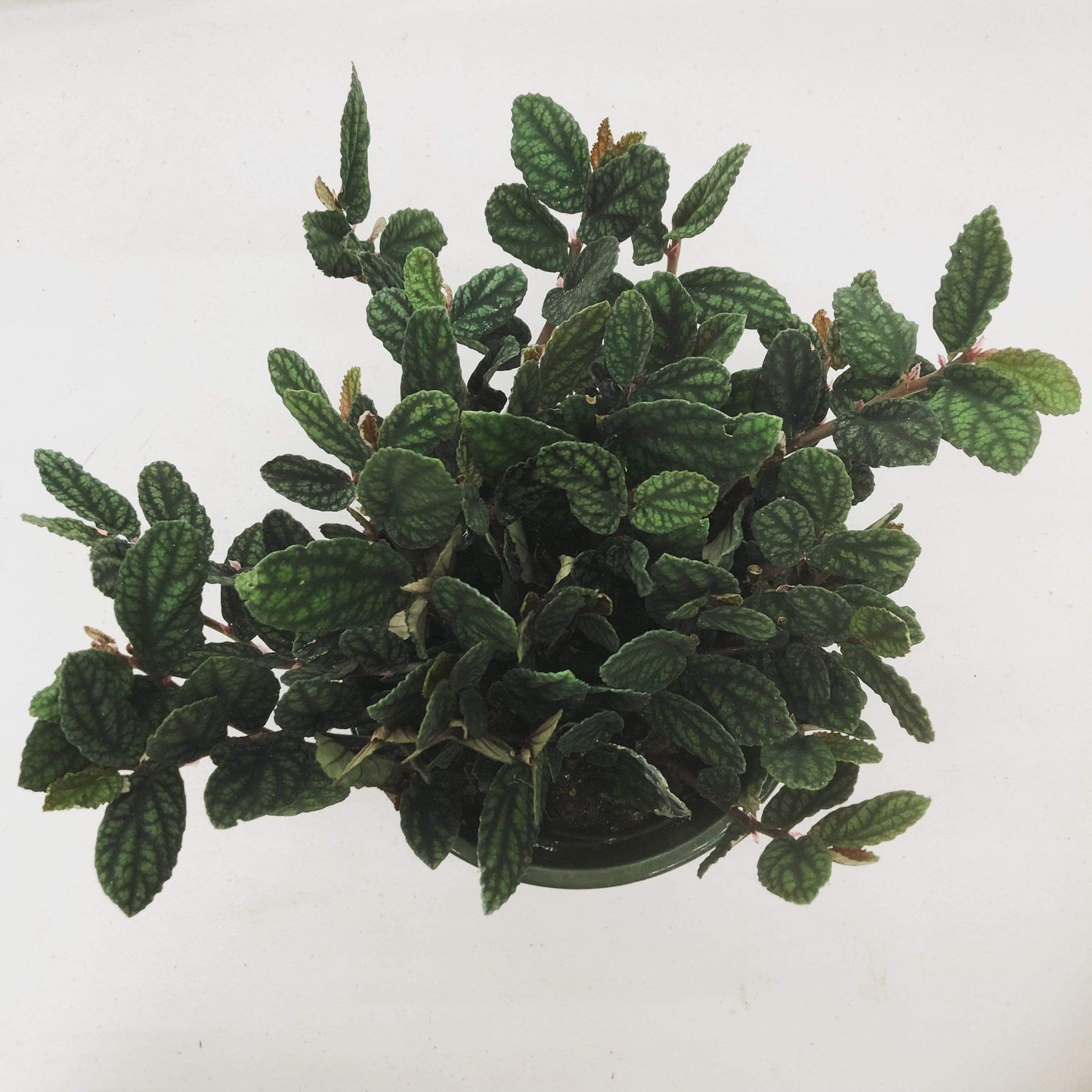 Pellionia Daveauana, 6" Plant
