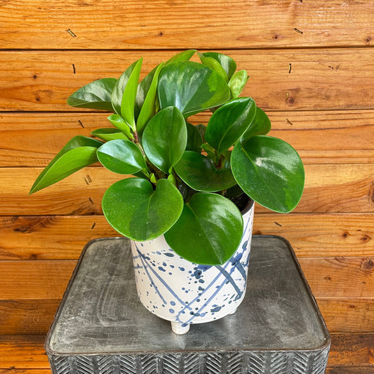 Peperomia Obtusifolia Lemon Lime, 6" Plant