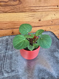 Peperomia Rana Verde, 2" Plant