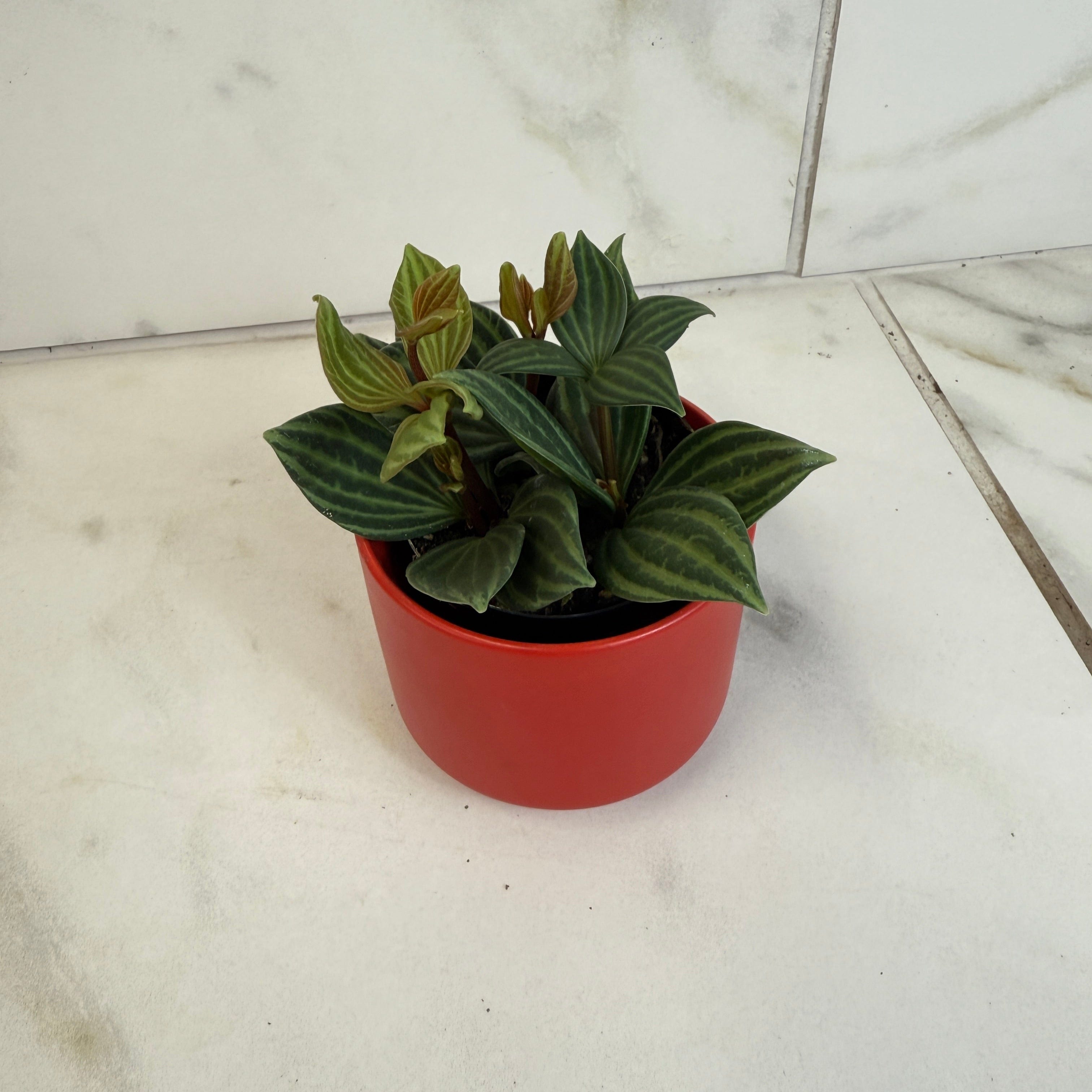 Peperomia Stilt, 2" Plant