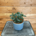 Pilea Cadierei Aluminium, 4" Plant