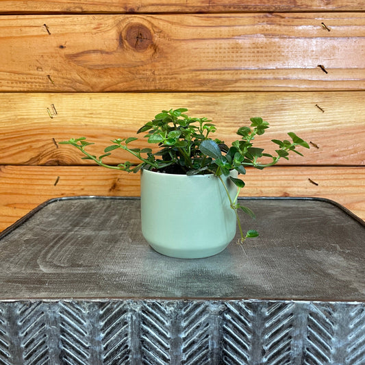 Pilea Espresso, 2" Plant