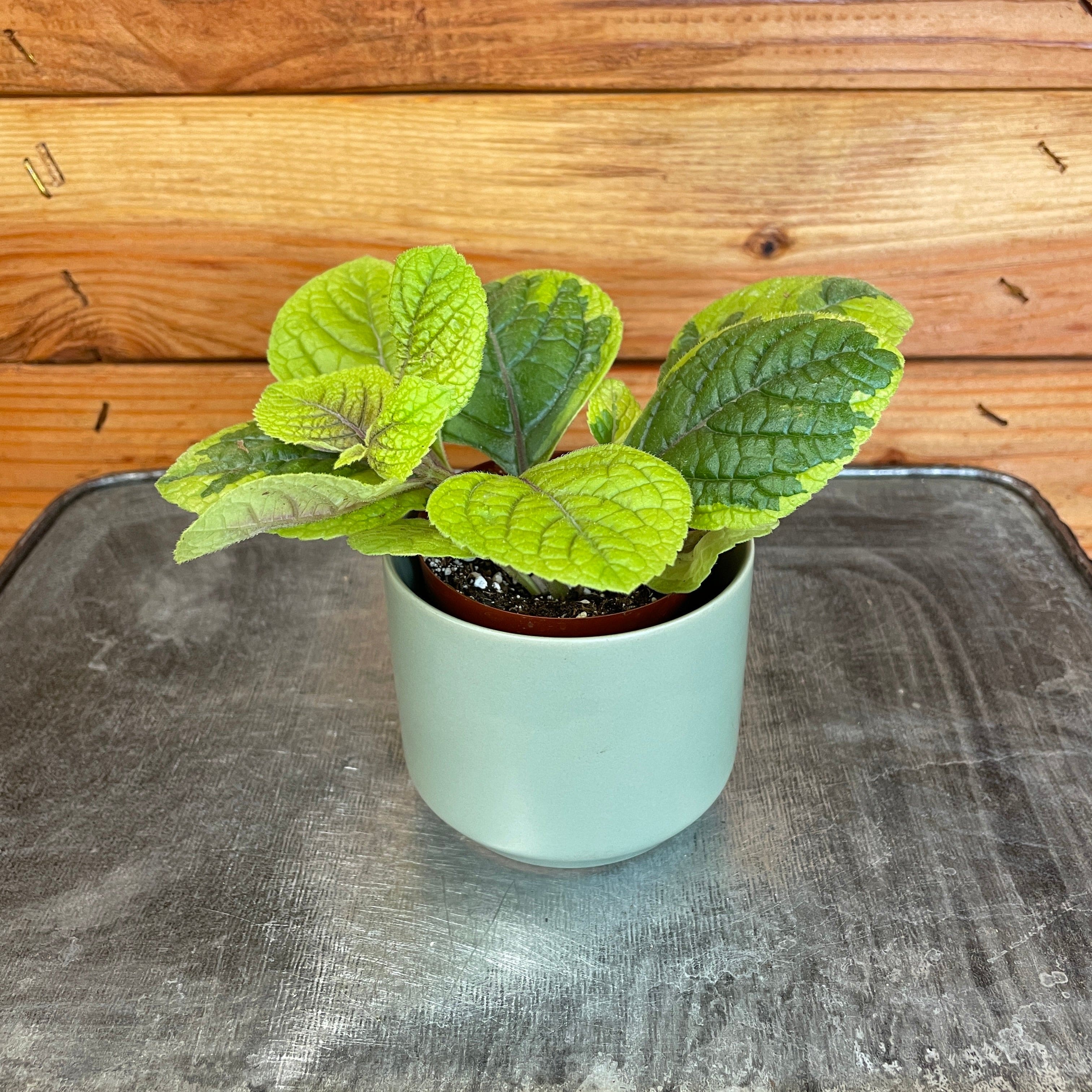 Plectranthus Guacamole, 2" Plant
