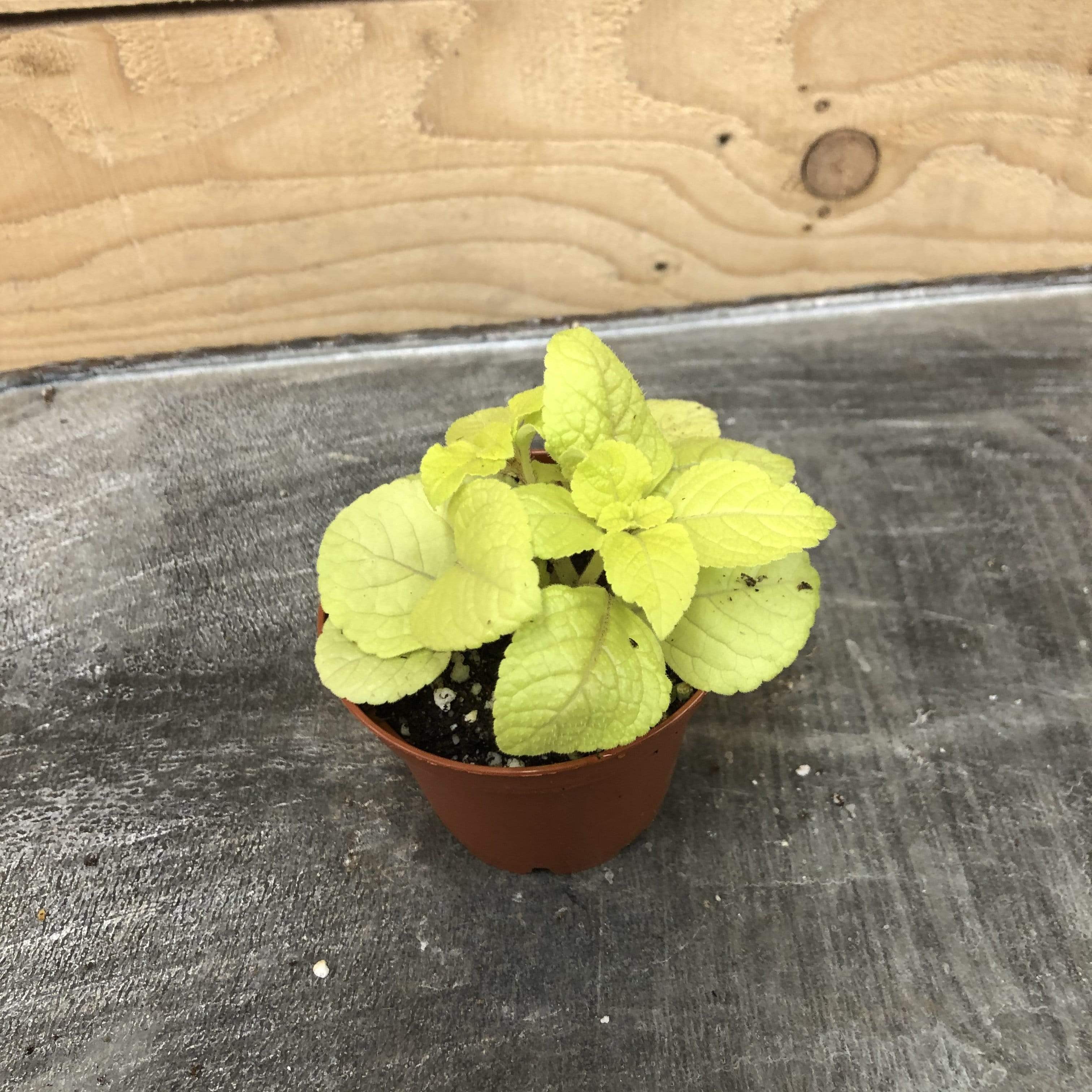 Plectranthus Lemon Lime, 2" Plant