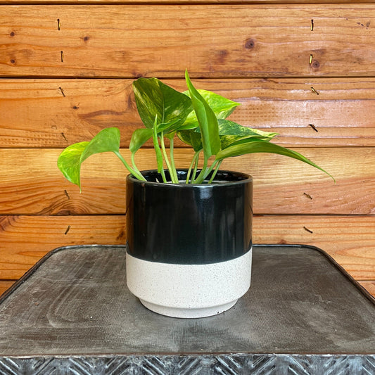 Epipremnum Golden, 4" Plant