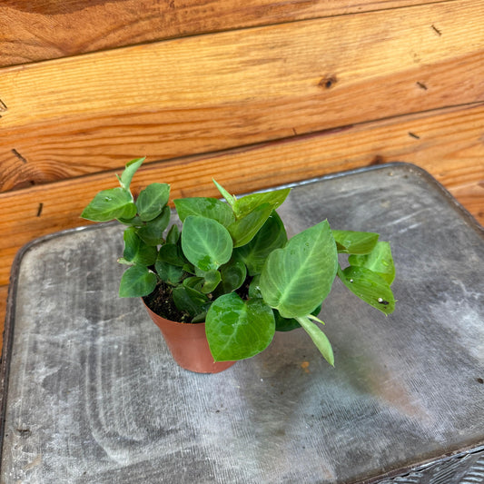 Rhaphidophora Hayi, 2" Plant