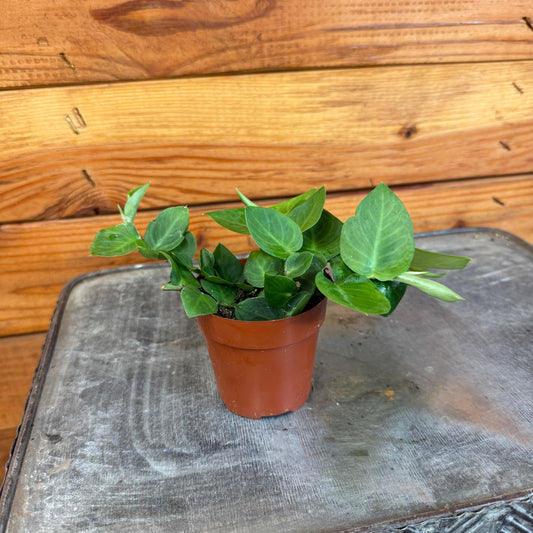 Rhaphidophora Hayi, 2" Plant