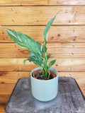 Spathiphyllum Domino, 4" Plant