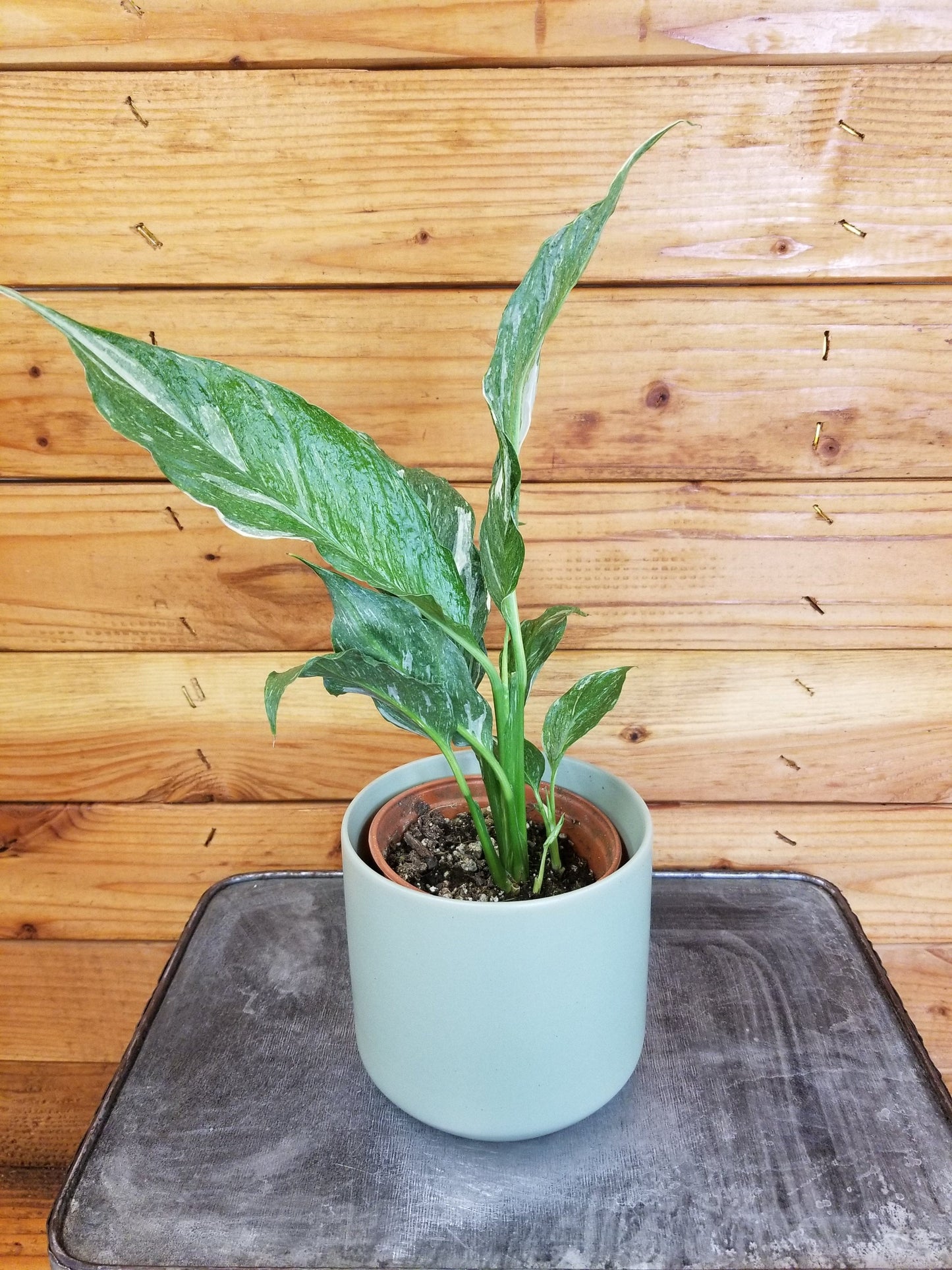 Spathiphyllum Domino, 4" Plant