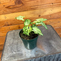 Syngonium Batik, 4" Plant