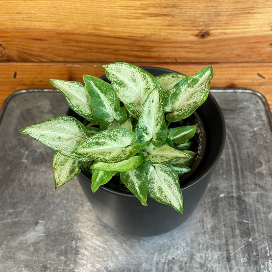 Syngonium Podophyllum 'Three Kings', 4" Plant