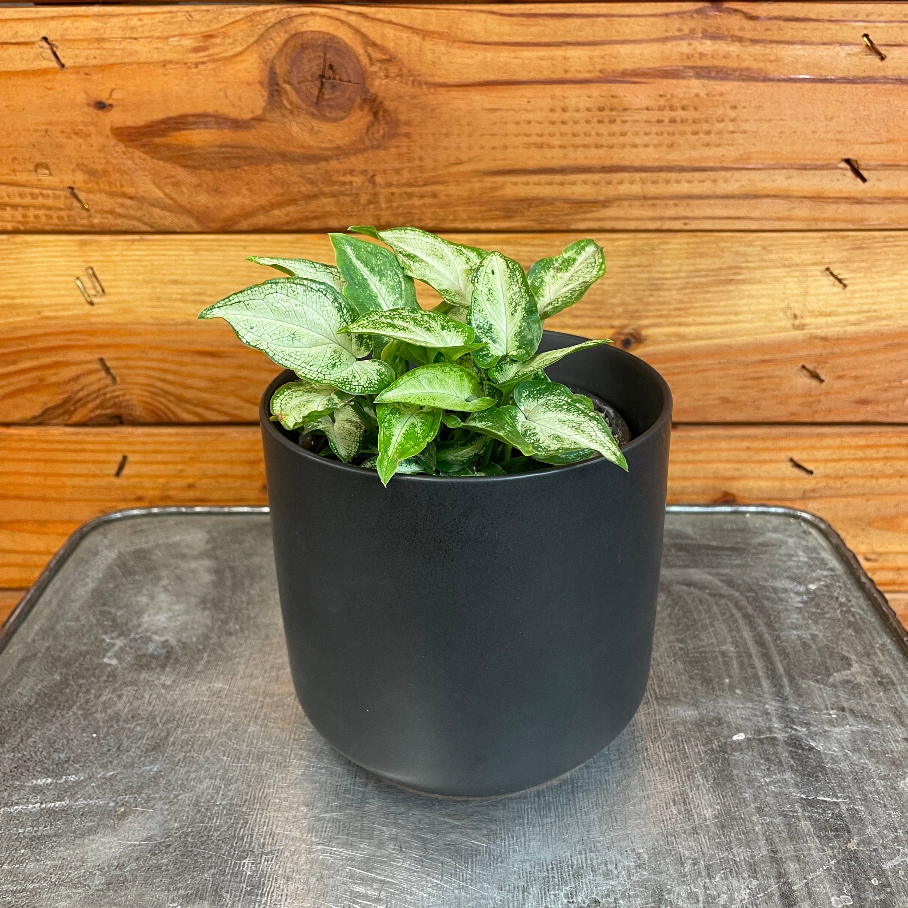 Syngonium Podophyllum 'Three Kings', 4" Plant