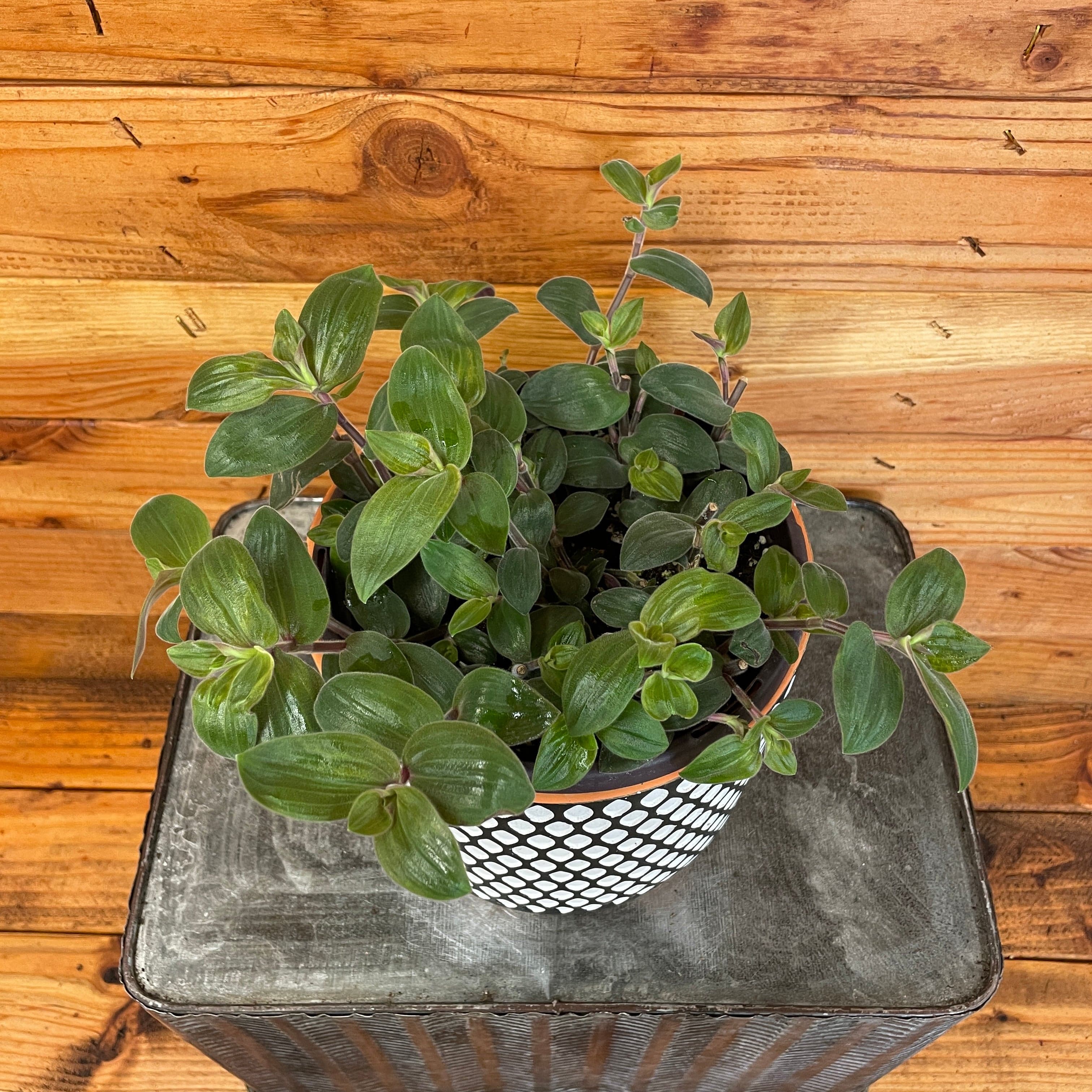 Tradescantia Baby Bunny Bellies 6" Plant